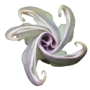 shoegaze-angel avatar