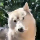 shoeinastring avatar