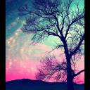 shoelacequeen avatar