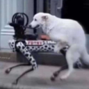 shoeshine-faggot avatar