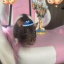 shomer-rat avatar