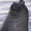 shondlenoodle avatar