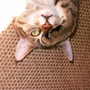 short-cat-stories avatar