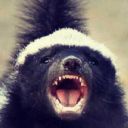 short-honey-badger avatar