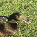 shortandfulloffire avatar