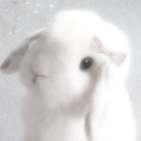 shortcake-the-bunny avatar