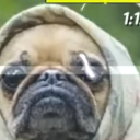 shortclipsofdnp avatar