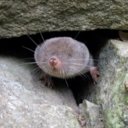 shorttailedshrew avatar