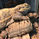 shotgun-shot-to-the-heart avatar