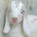 shotgunkissed avatar