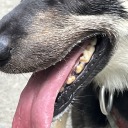 shoves-teeth-back-in-place avatar