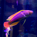 show-us-your-wrasse avatar