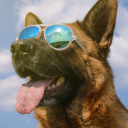 showbiz-ozdawg avatar