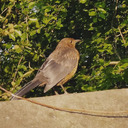 showing-horizon avatar