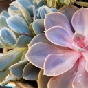 showmeflowers avatar