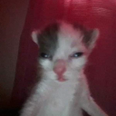 shrekilicious avatar