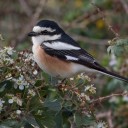 shrike-is-love-shrike-is-life avatar