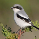 shrike-offical avatar