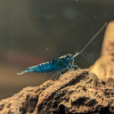 shrimp-account avatar