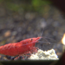 shrimp-blr avatar
