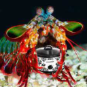 shrimp-crockpot avatar