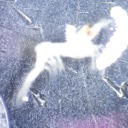 shrimp-daniel avatar