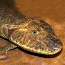 shrimp-fried-tiktaalik avatar