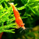 shrimp-lover69 avatar