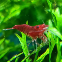 shrimp-propaganda avatar