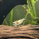 shrimp-purgatory avatar