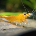 shrimpapalooza avatar