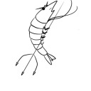 shrimpathyforthedevil avatar