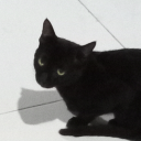 shrimpconnoisseur avatar