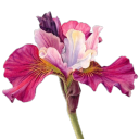 shrimpfriedrice avatar