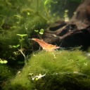 shrimpheavenproject avatar