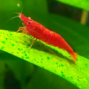 shrimplandia-blog avatar