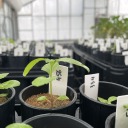 shrimple-as-that avatar