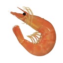 shrimpothy avatar