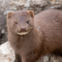 shrimpthatturnsflamingopink avatar