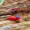 shrimpwizard avatar