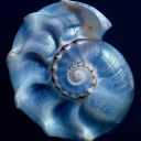 shrine-of-the-sea-queen avatar