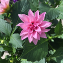 shrineofheaven avatar