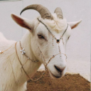 shroomladybeekeeper avatar