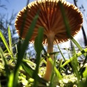 shroomshotproductions avatar