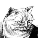 shroomy-brain avatar