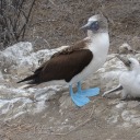 shroudedinshards avatar