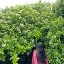 shubhangiisinha avatar