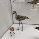 shuffleboardseagulls avatar