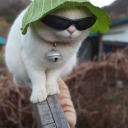 shutupandlookatmydogs avatar