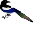 shy-magpie avatar